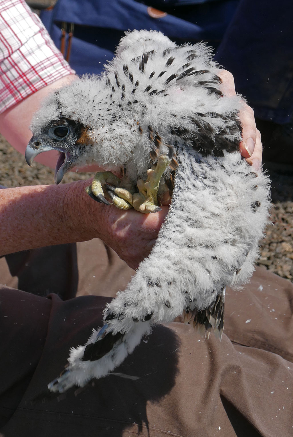 Monitoring Leicester Peregrine 2016 Juvenile XF with colour ring (2) 